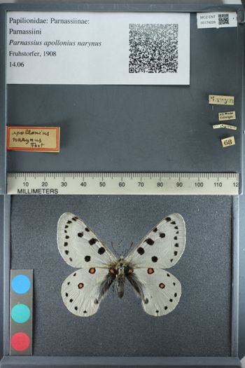 Media type: image;   Entomology 174226